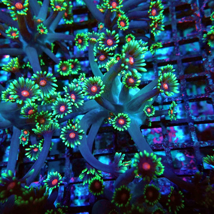 Goniopora Blue Pink Middle XL Polyps