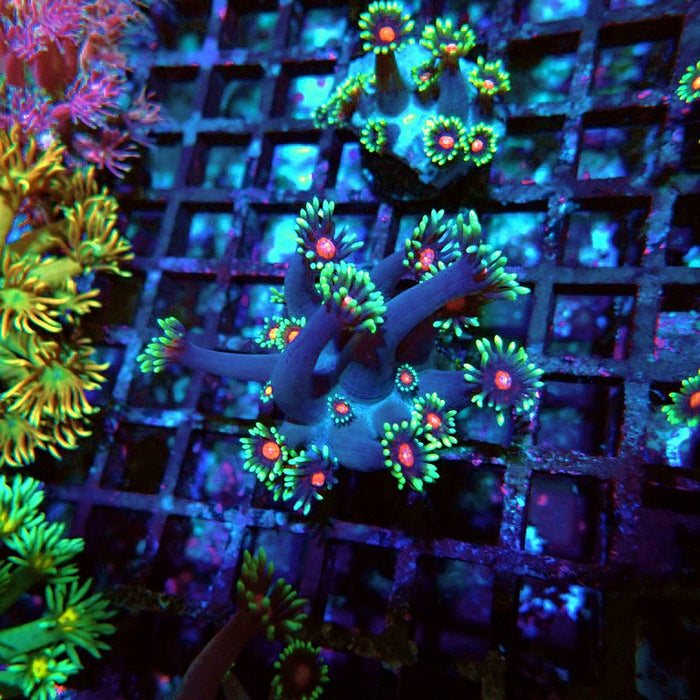 Goniopora Blue Pink Middle XL Polyps