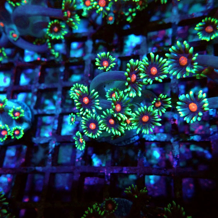 Goniopora Blue Pink Middle XL Polyps