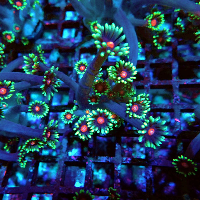 Goniopora Blue Pink Middle XL Polyps