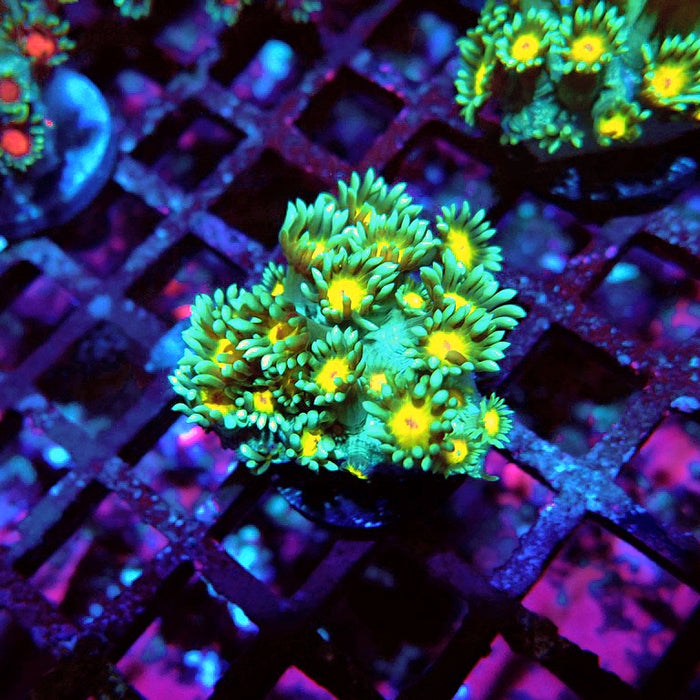 Goniopora Green Yellow Center Orange Mouth XL Polyps