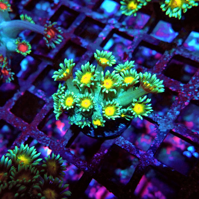 Goniopora Green Yellow Center Orange Mouth XL Polyps