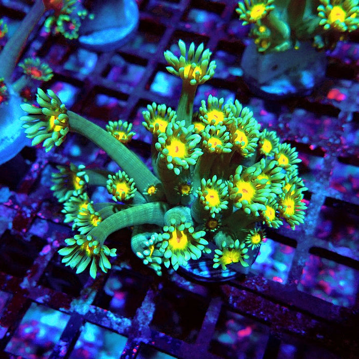 Goniopora Green Yellow Center Orange Mouth XL Polyps
