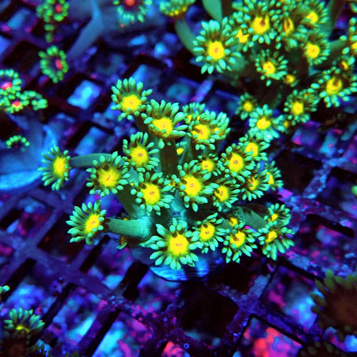 Goniopora Green Yellow Center Orange Mouth XL Polyps