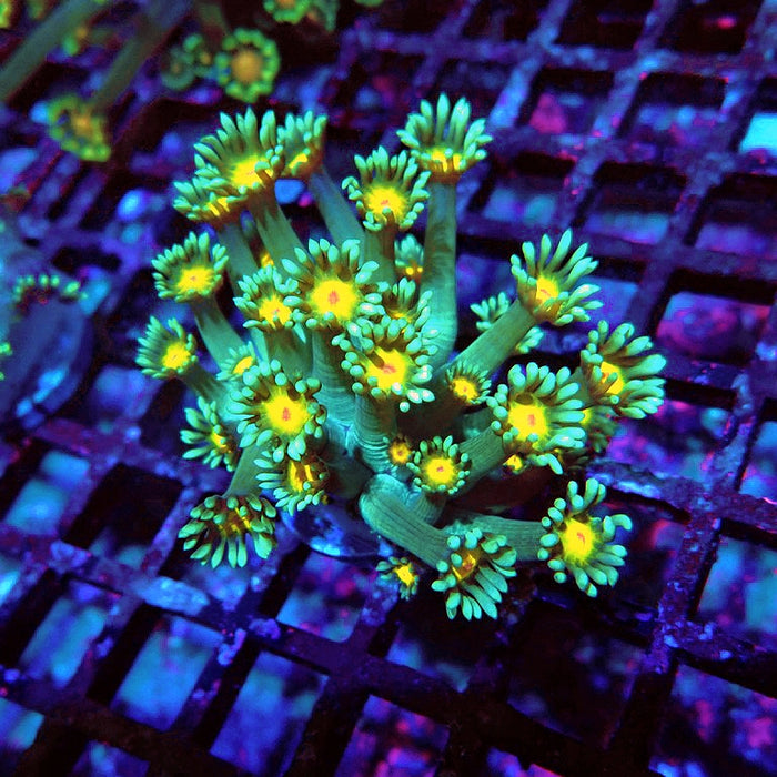 Goniopora Green Yellow Center Orange Mouth XL Polyps