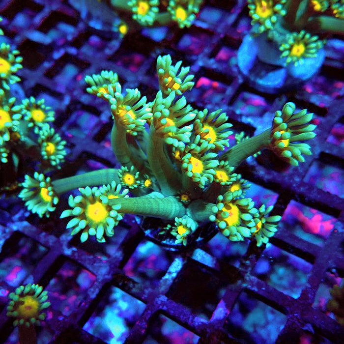 Goniopora Green Yellow Center Orange Mouth XL Polyps