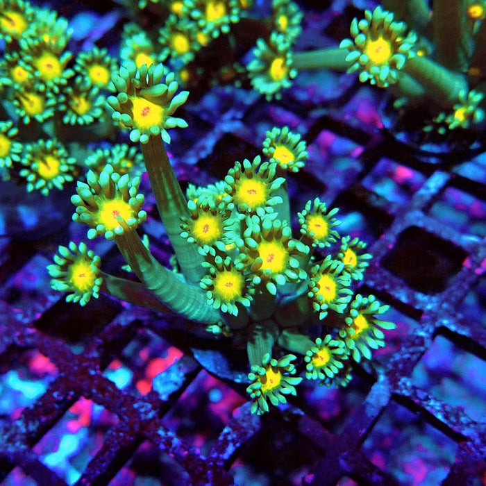 Goniopora Green Yellow Center Orange Mouth XL Polyps