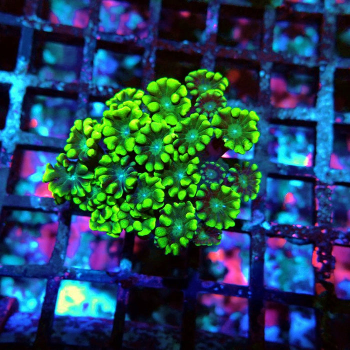 Alveopora Ultra Green Contrast XL Polyps