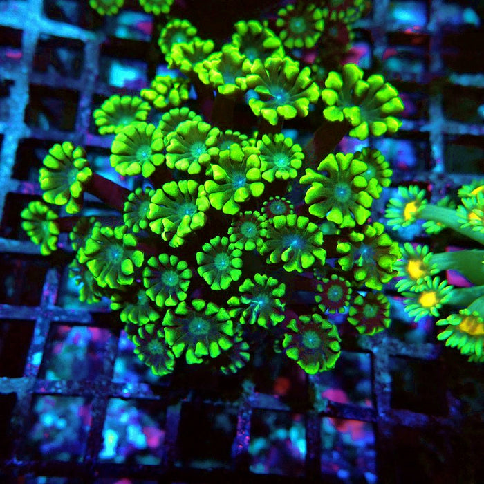Alveopora Ultra Green Contrast XL Polyps