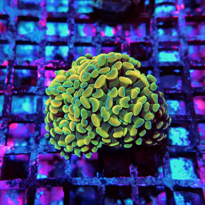 Euphyllia Gold Hologram Hammer