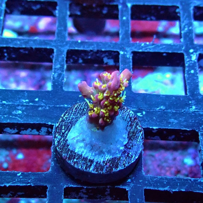 REx Rainbow Worms Acro