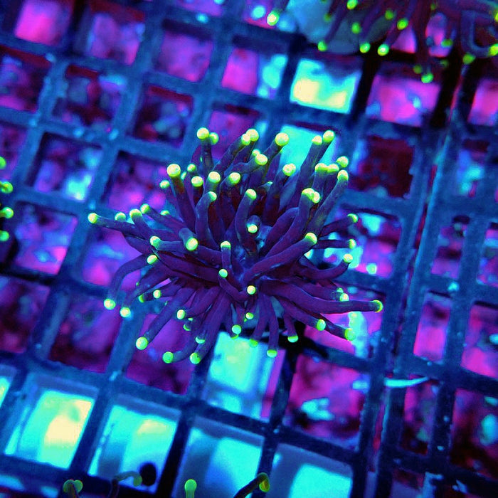 Euphyllia (Dark) Yellow-Tipped Torch