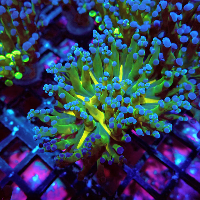 Euphyllia Green Gold Frogspawn
