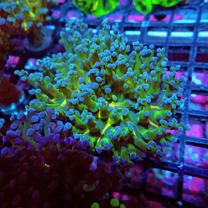 Euphyllia Green Gold Frogspawn