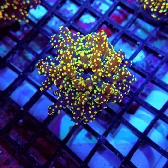 Euphyllia Orange Frogspawn