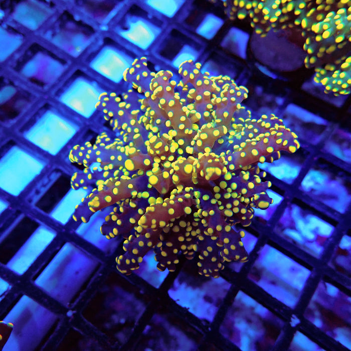 Euphyllia Orange Frogspawn