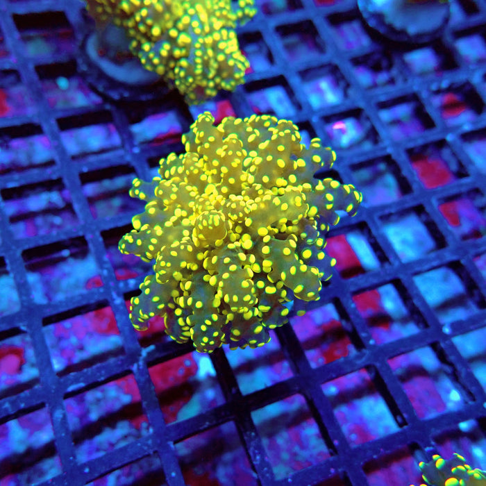 Euphyllia Yellow Green Frogspawn Premium