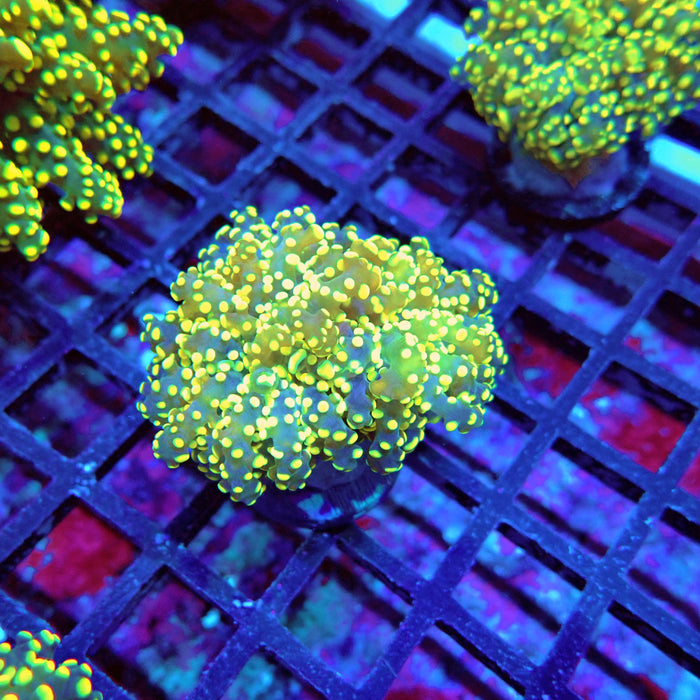 Euphyllia Yellow Green Frogspawn Premium