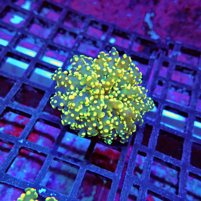 Euphyllia Yellow Green Frogspawn Premium