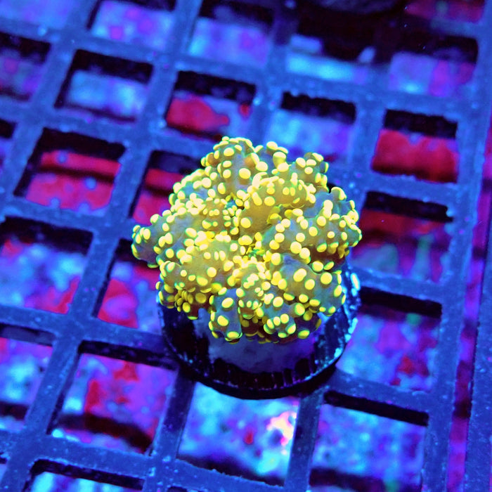 Euphyllia Yellow Green Frogspawn Premium