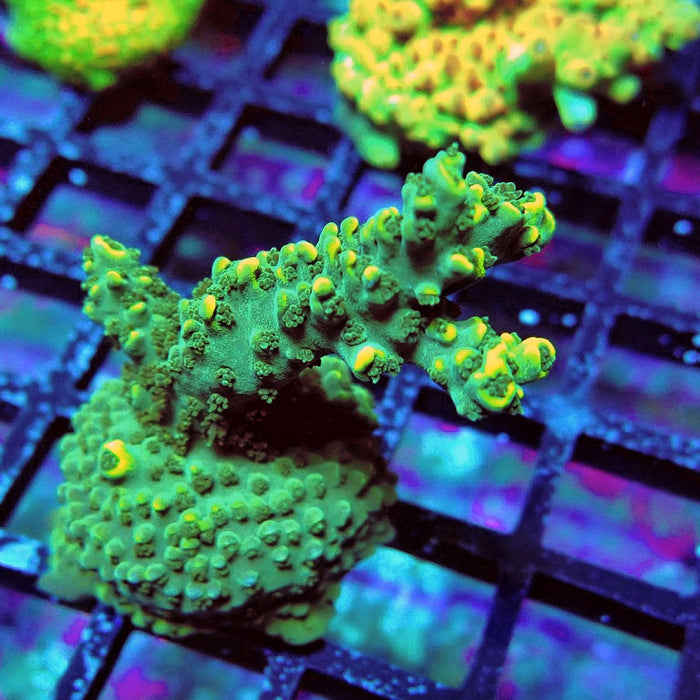 Acro Frag Aquaculture