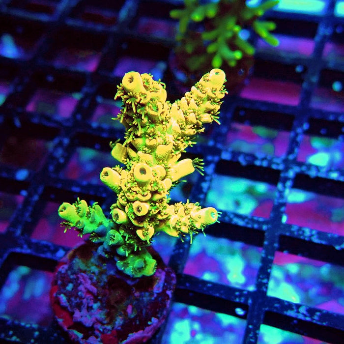 REx Selago Gold Acro