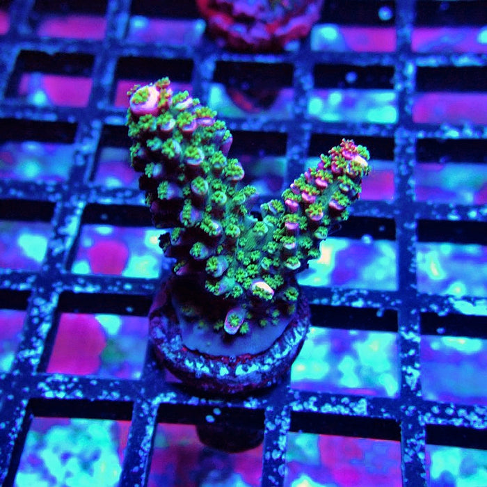 Red Abrotanoides Acro