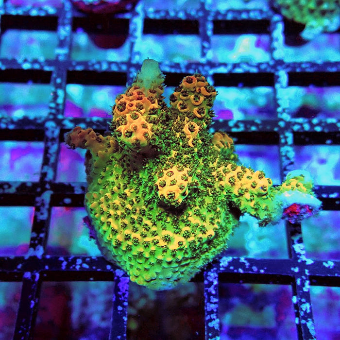 Acro Frag Aquaculture