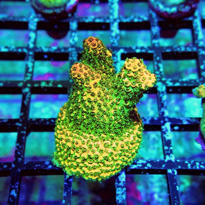 Acro Frag Aquaculture