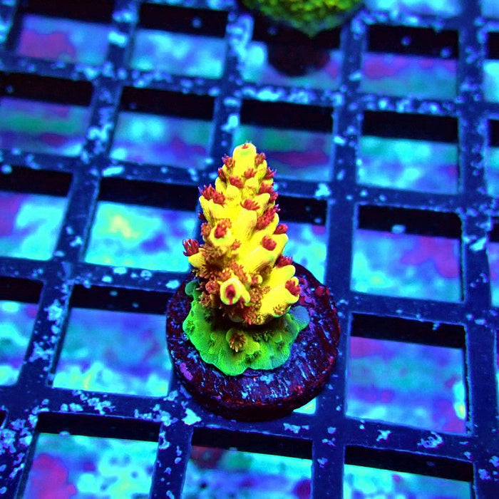REx Xfinity Confetti Acro