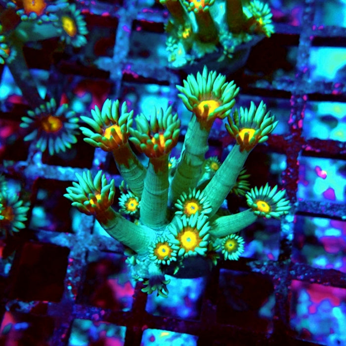 Goniopora Blue-Green Yellow Center (Large Polyp)