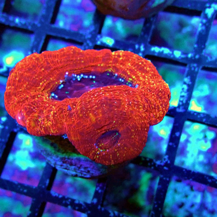 Acan Bowerbanki Coral Frag