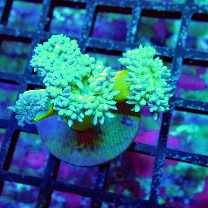 Duncan Coral Frag