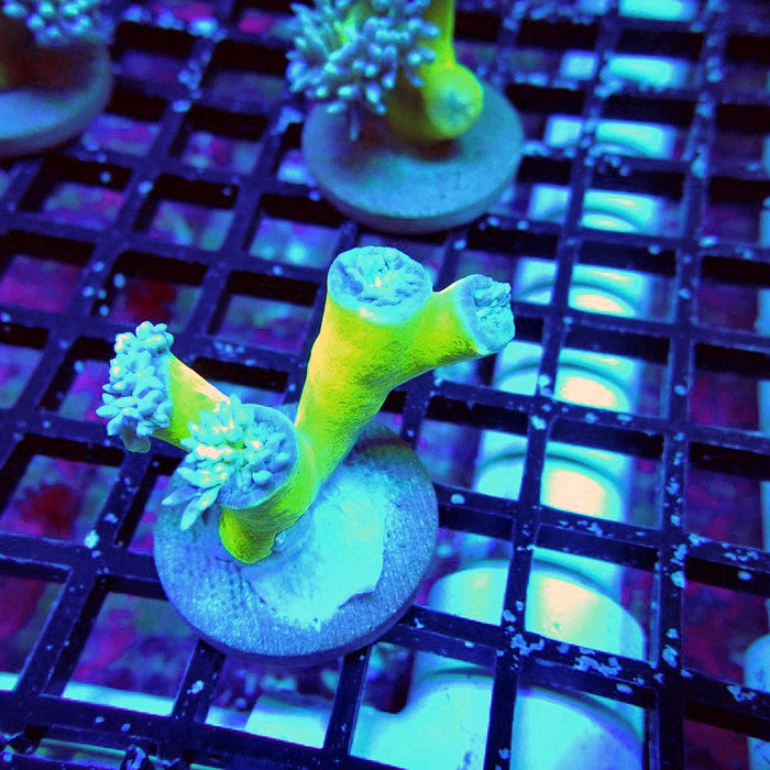 Duncan Coral Frag