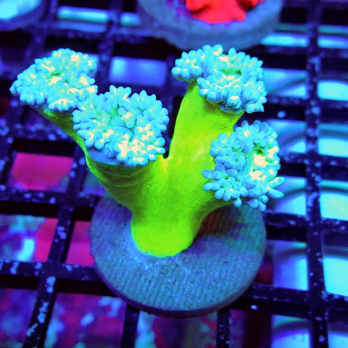 Duncan Coral Frag