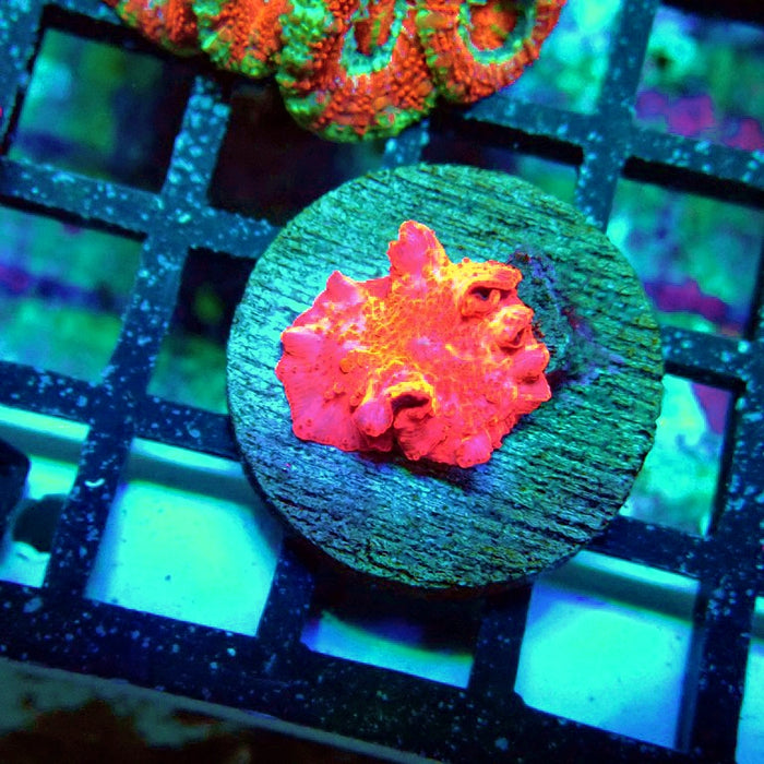 Stripper's Lips Mushroom (Discosoma)