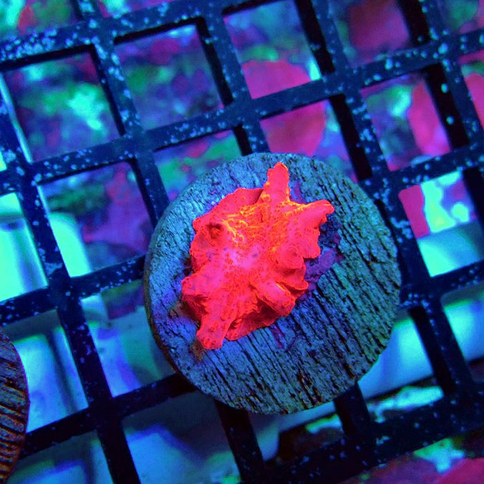 Stripper's Lips Mushroom (Discosoma)