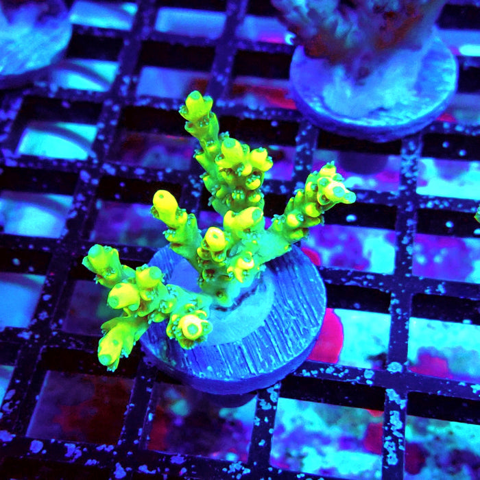 Speciosa Neon Green Acro