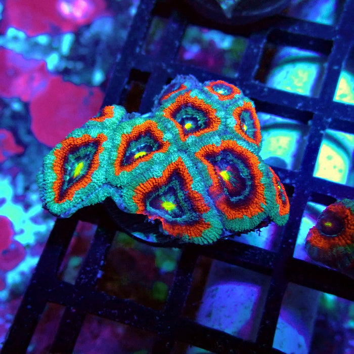 Acan Lord Coral Frag Ultra (2)