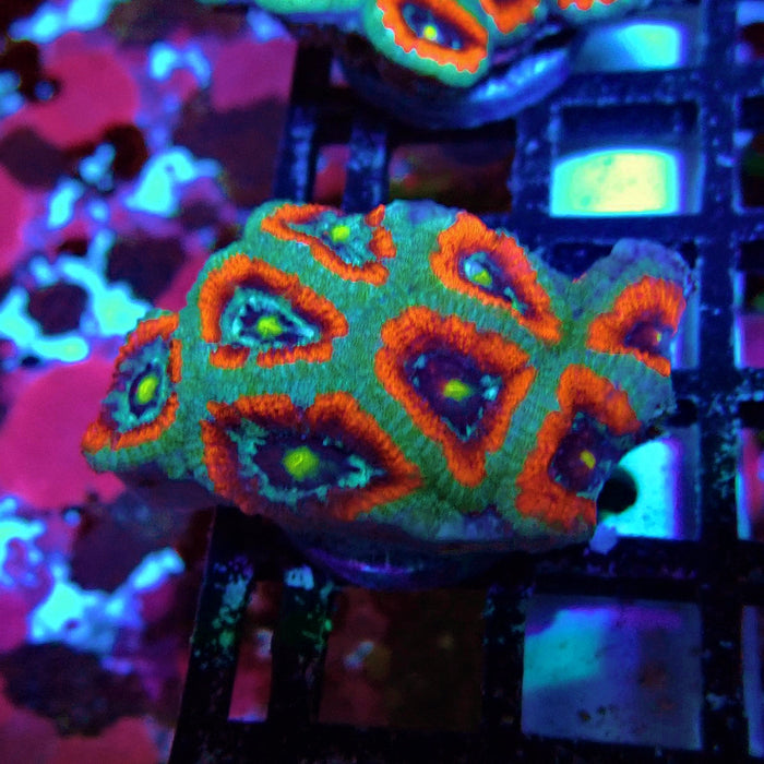 Acan Lord Coral Frag Ultra (2)
