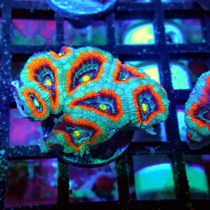 Acan Lord Coral Frag Ultra (2)