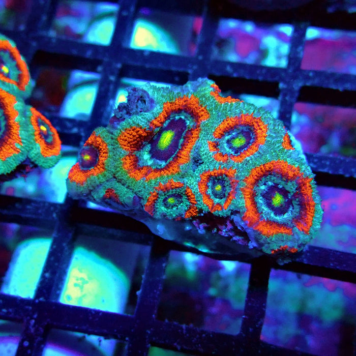 Acan Lord Coral Frag Ultra (2)