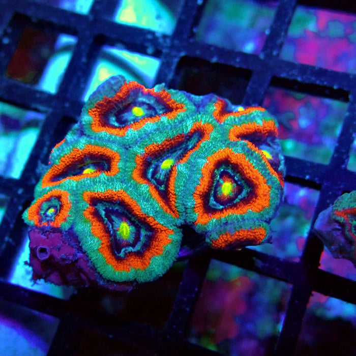 Acan Lord Coral Frag Ultra (2)