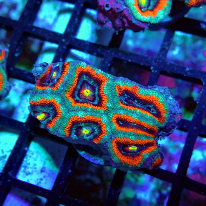 Acan Lord Coral Frag Ultra (2)