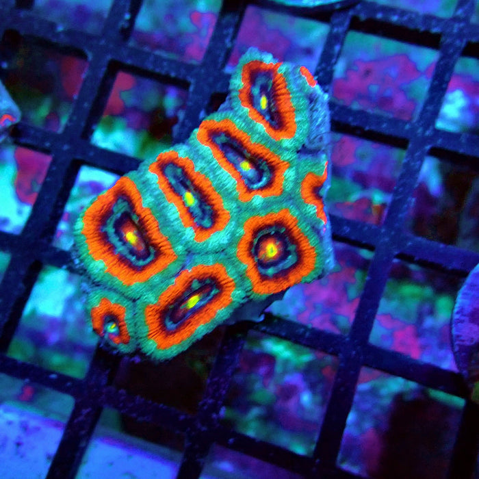 Acan Lord Coral Frag Ultra (2)