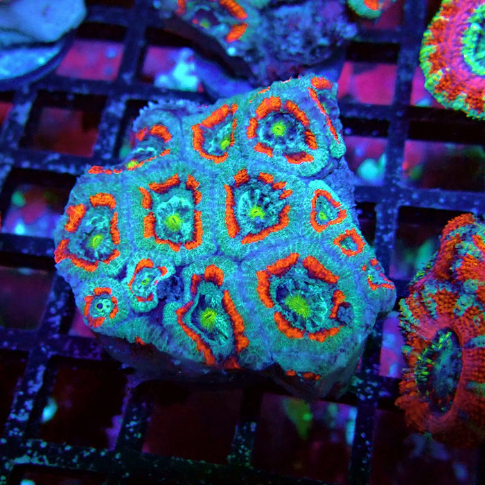 Acan Lord Coral Frag (4)