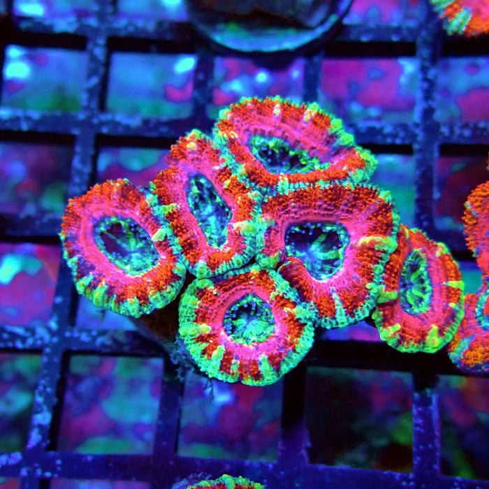 Acan Lord Coral Frag Ultra (3)