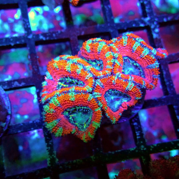 Acan Lord Coral Frag Ultra (3)