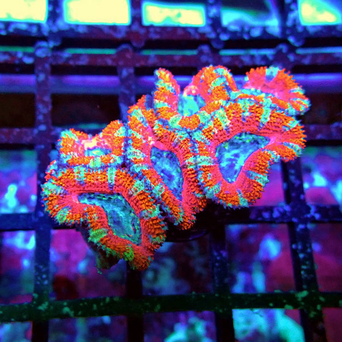 Acan Lord Coral Frag Ultra (3)