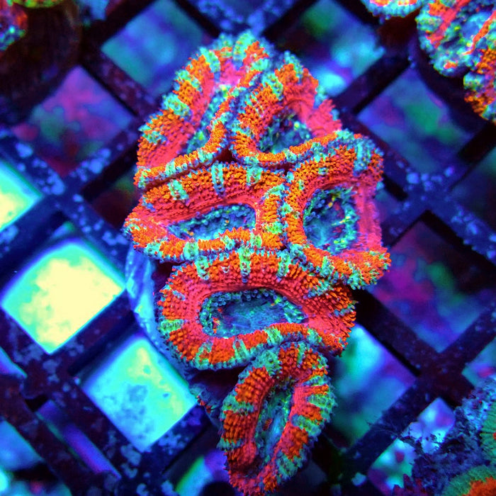 Acan Lord Coral Frag Ultra (3)
